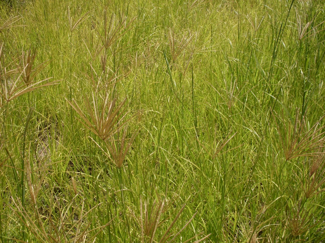 Пырей Свинорой