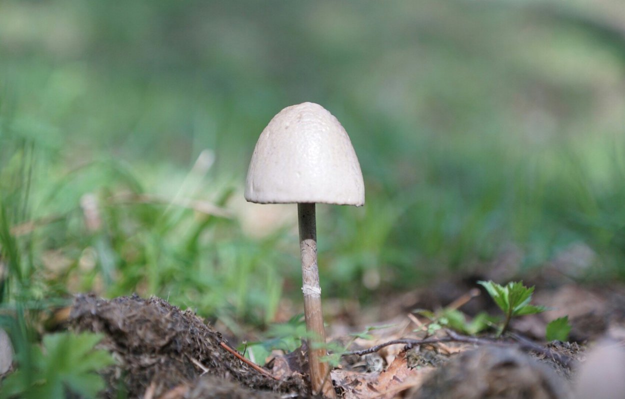 Ядовитые грибы Беларуси