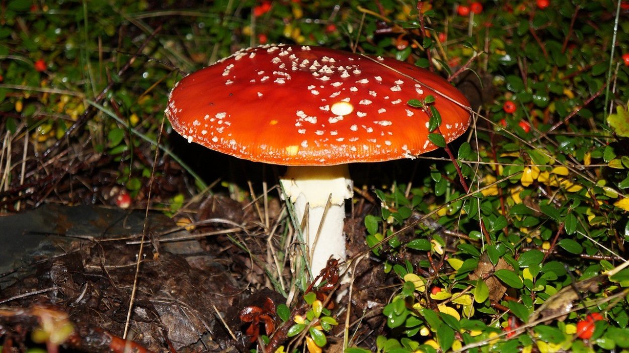 Мухомор пышновольвовый (Amanita magnivolvata Aalto)