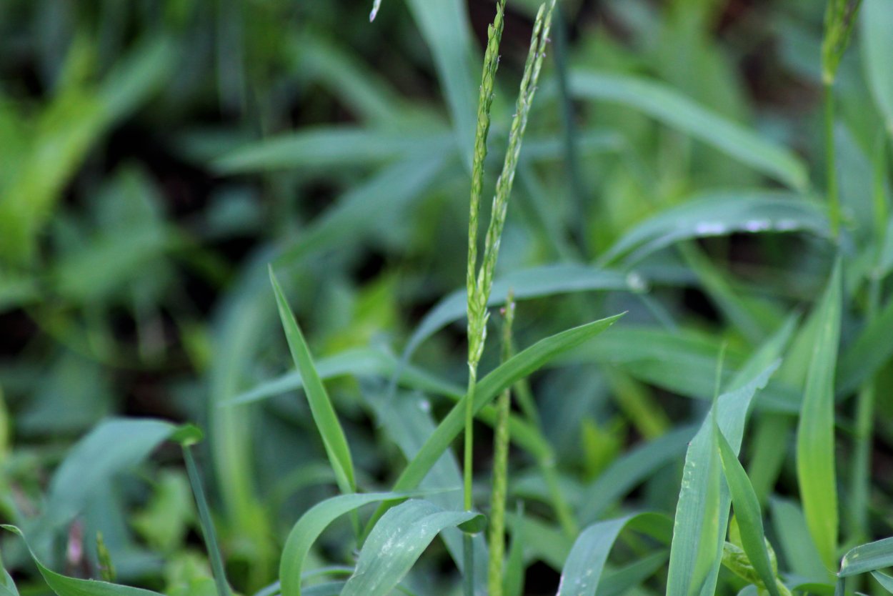 Пырей сорняк