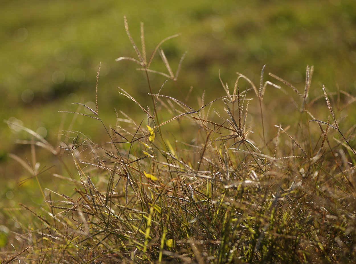 Пырей Свинорой