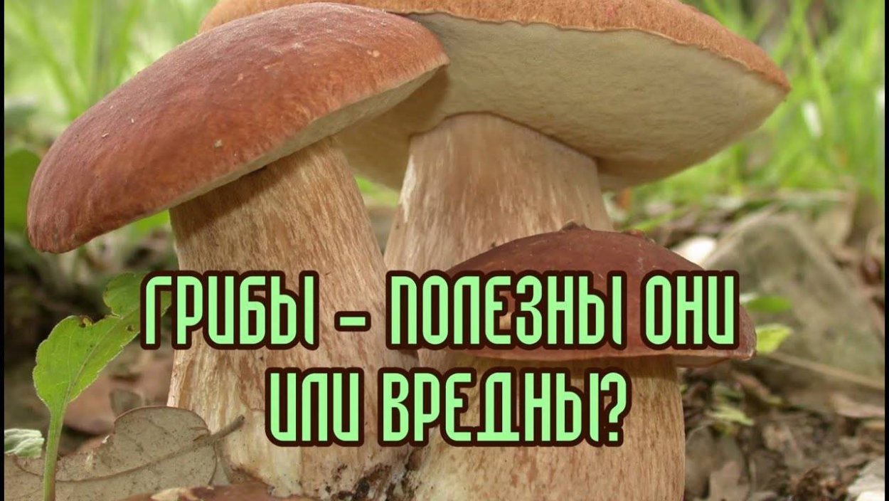 Грибы вредные для организмов