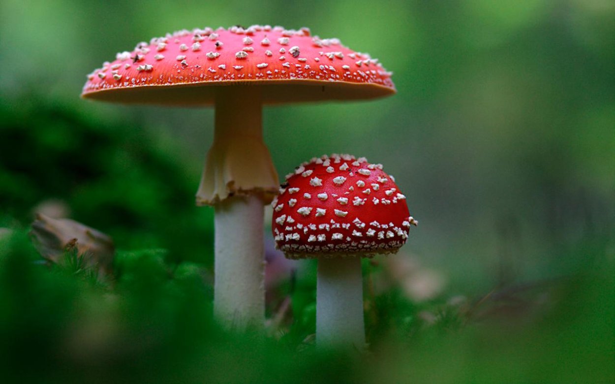 Грибы Аманита Мускария