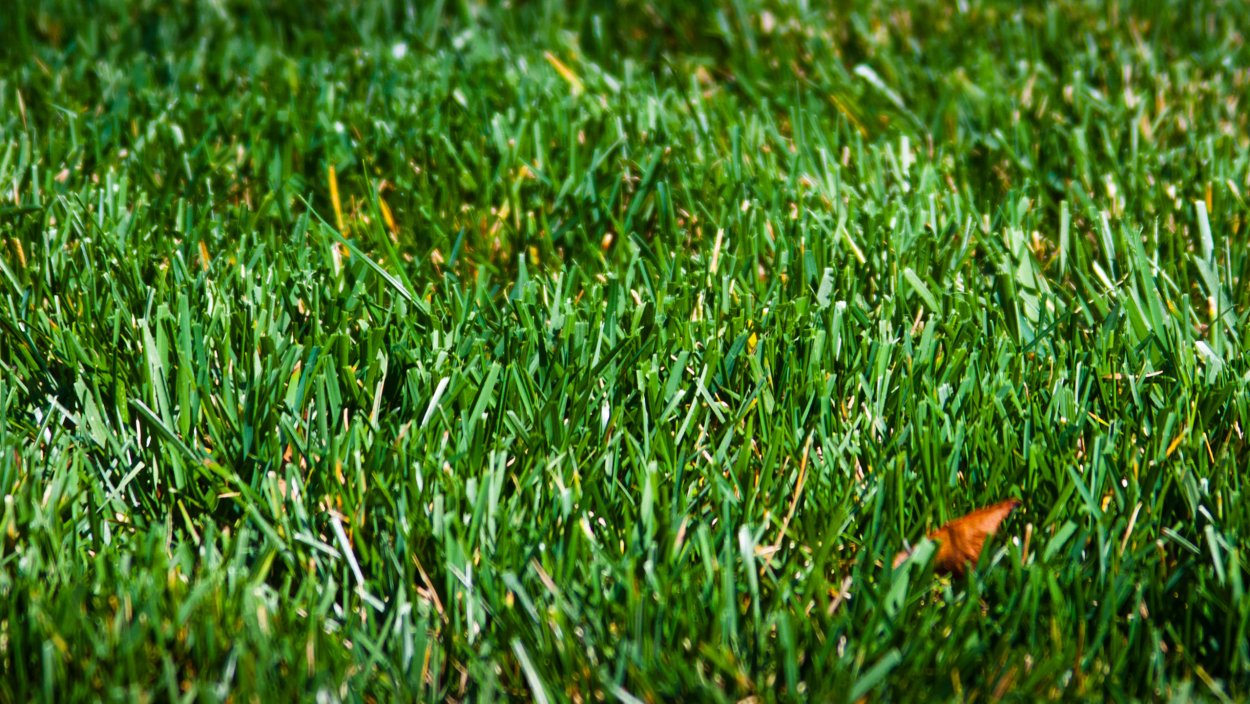 Конотопка трава для газона