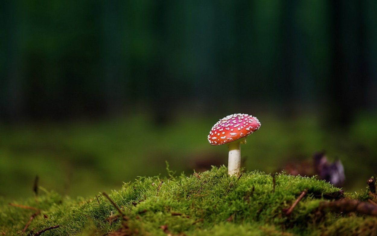 Мухомор фон