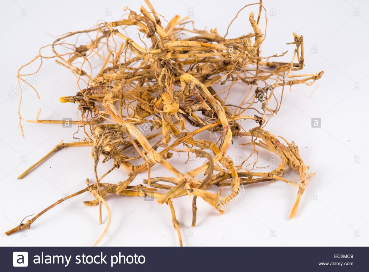 Свинорой пальчатый (Cynodon dactylon)