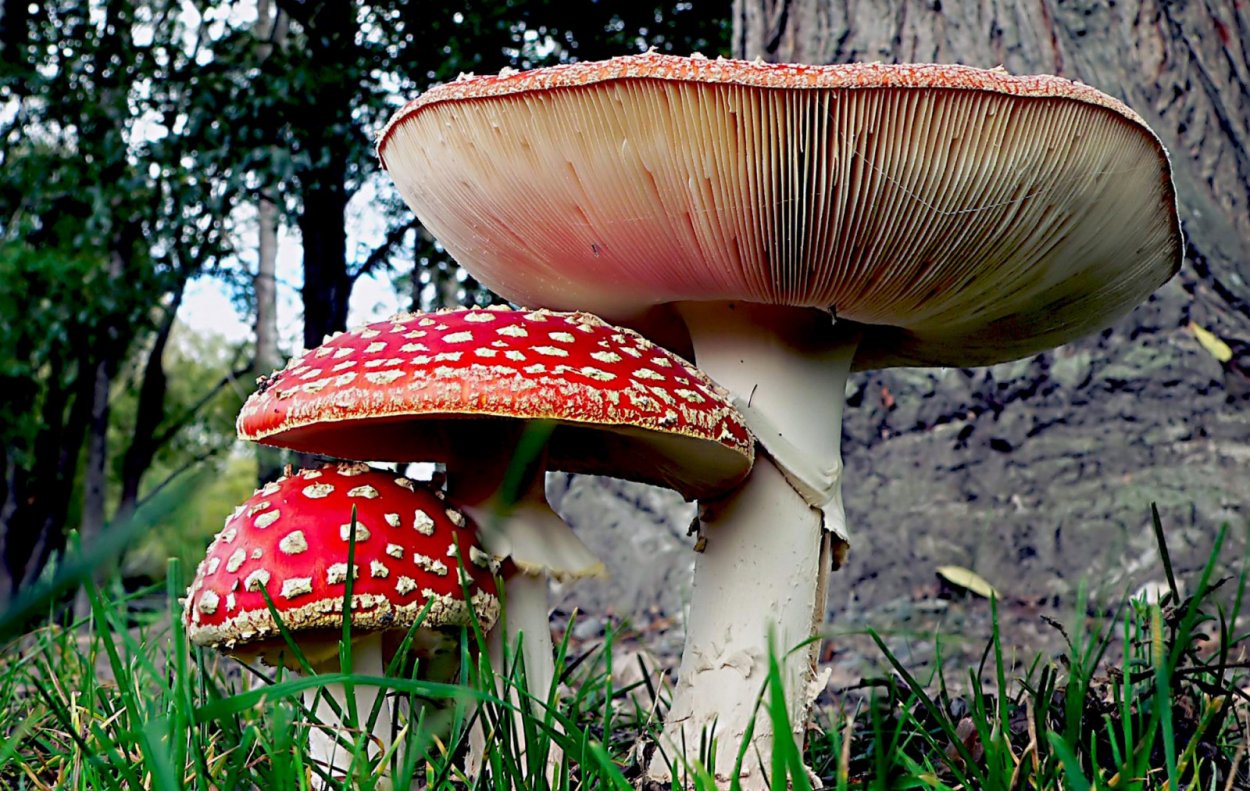 Amanita muscaria строение