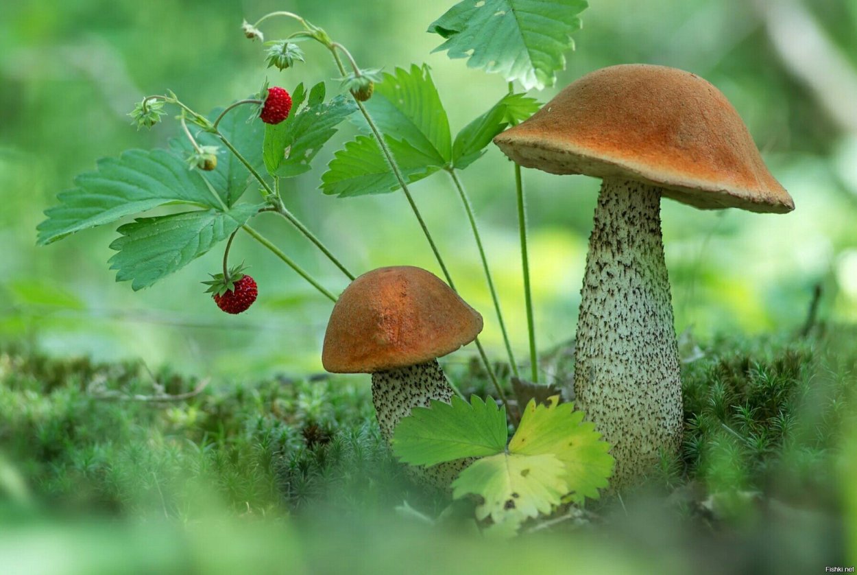 Птица на грибе в лесу