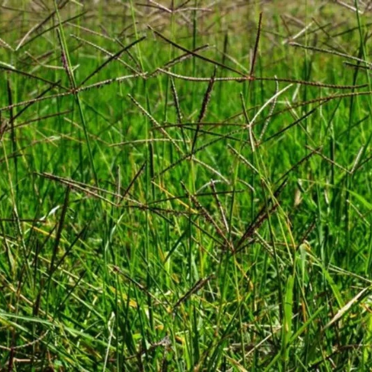 Cynodon dactylon газон