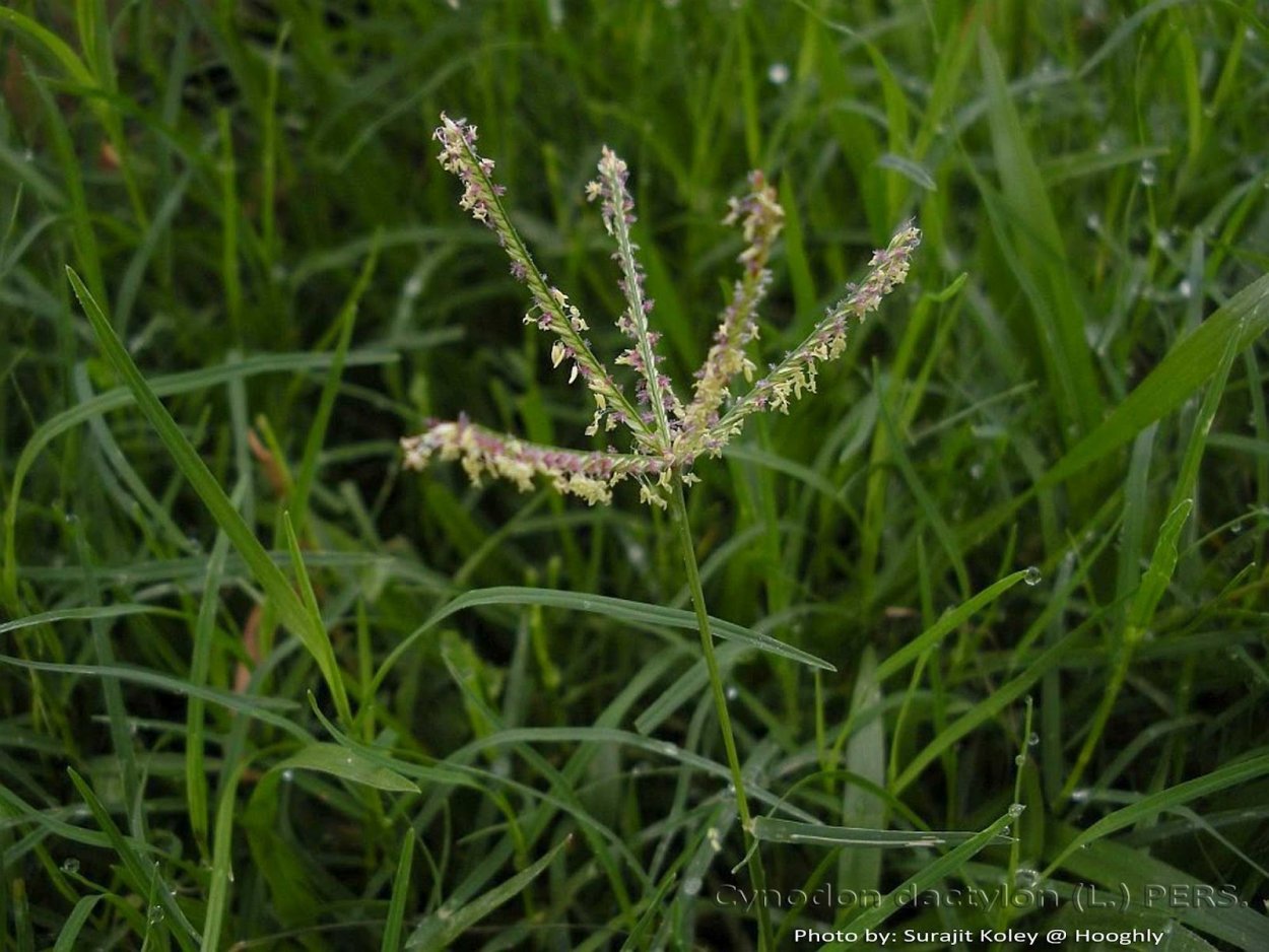 Свинорой пальчатый сорняк