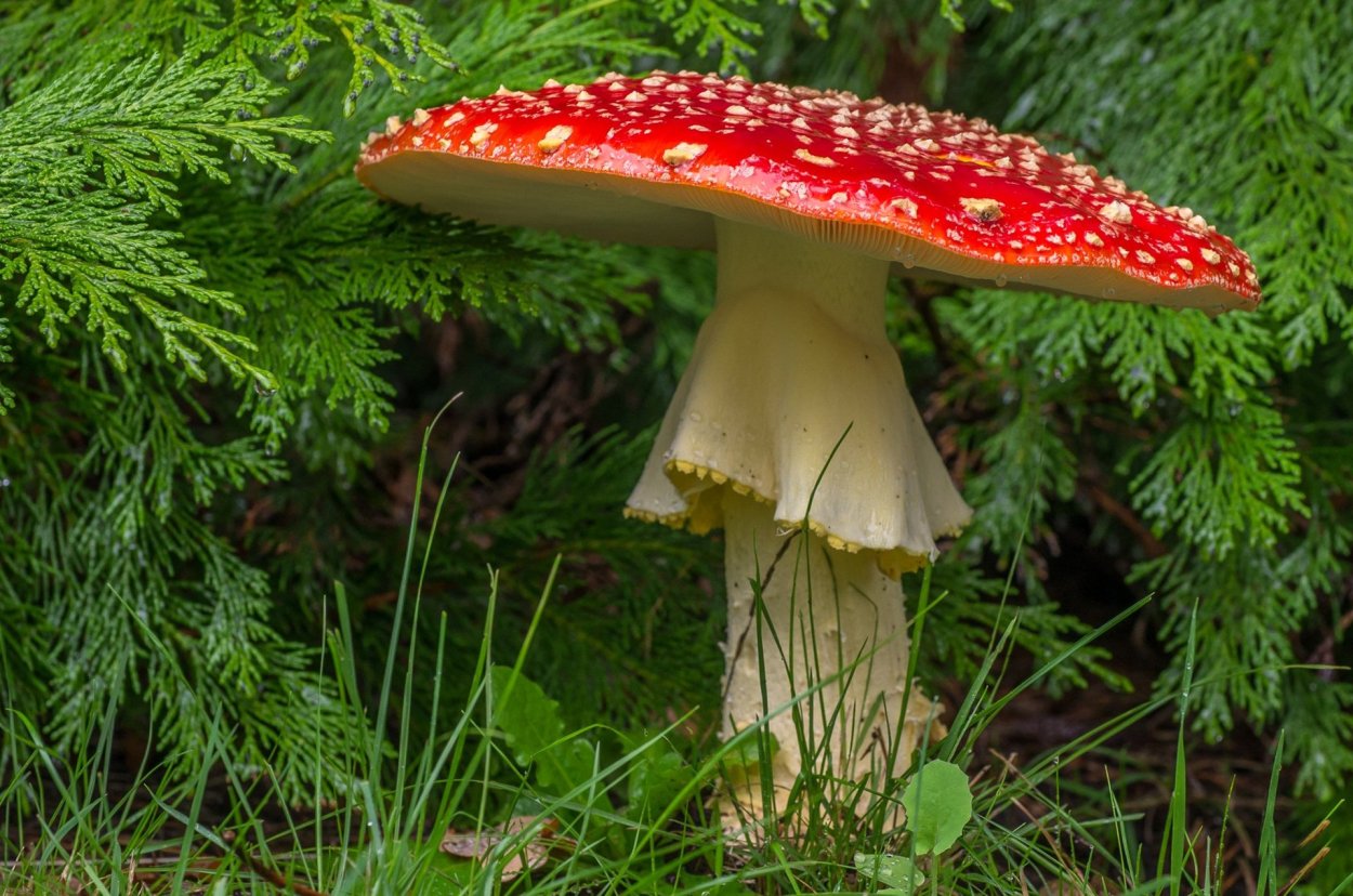 Мухомор Amanita muscaria