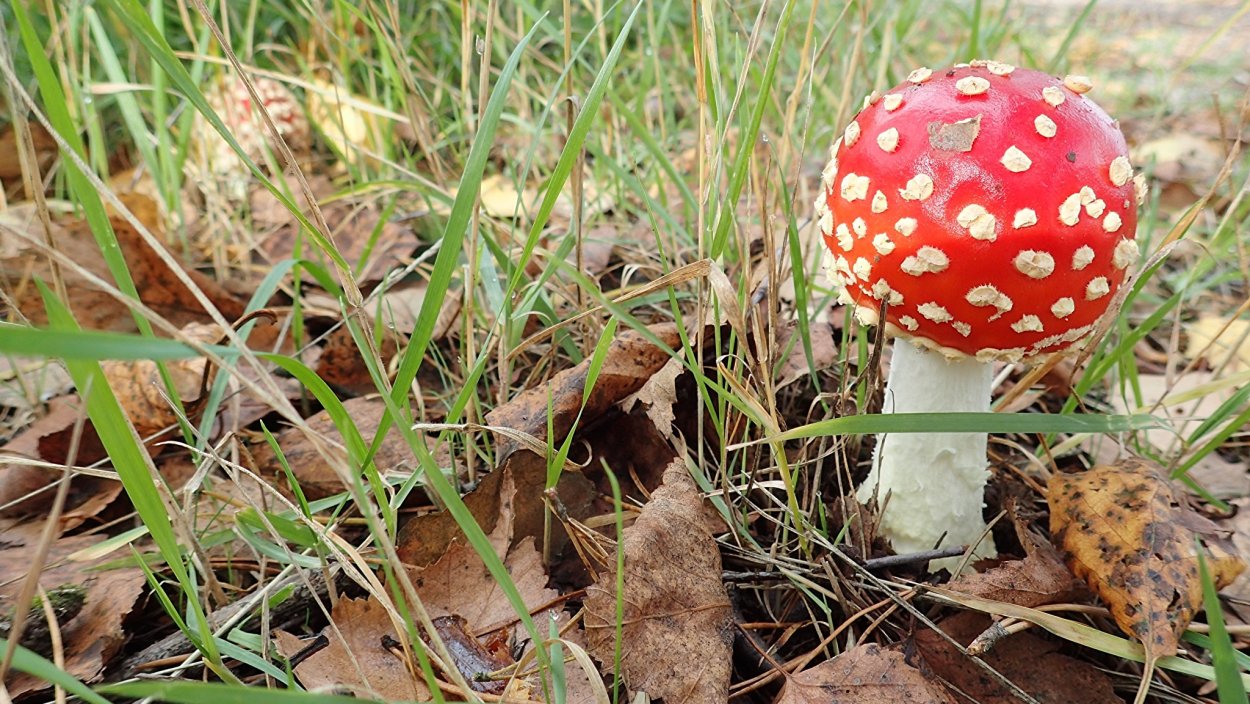 Мухомор красный