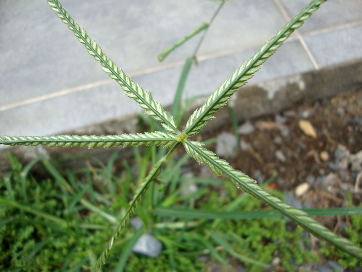 Пырей ползучий газон