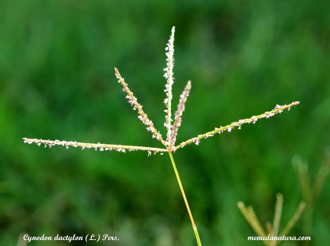 Пырей ползучий (Elymus repens)