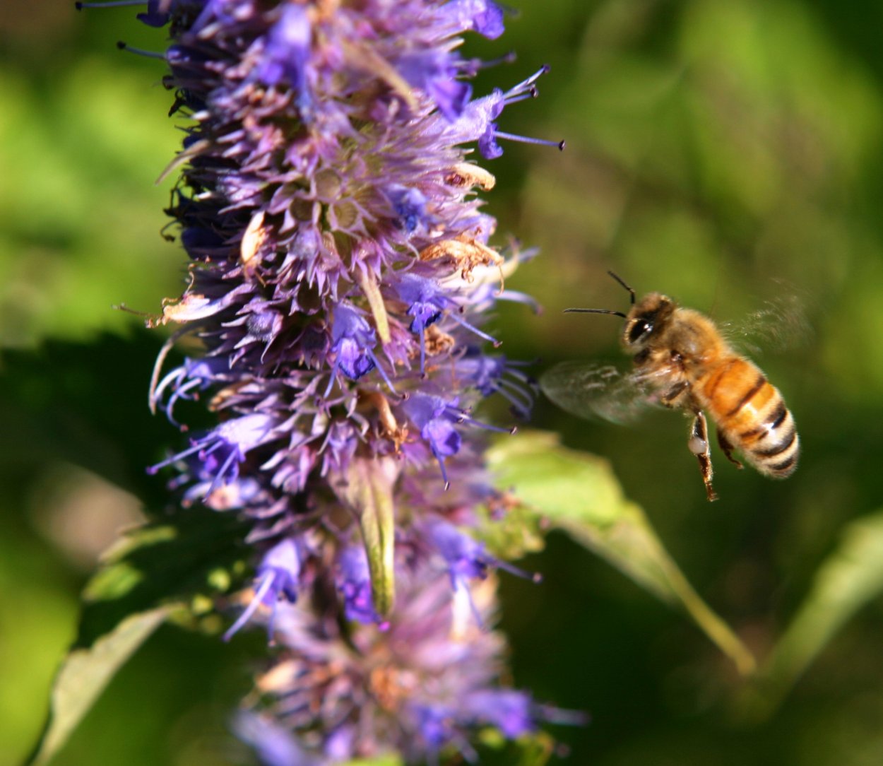 Лофант анисовый медонос