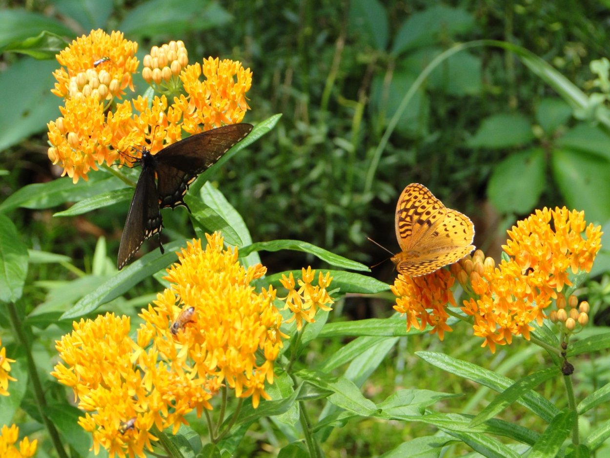 Зяблик трава медонос
