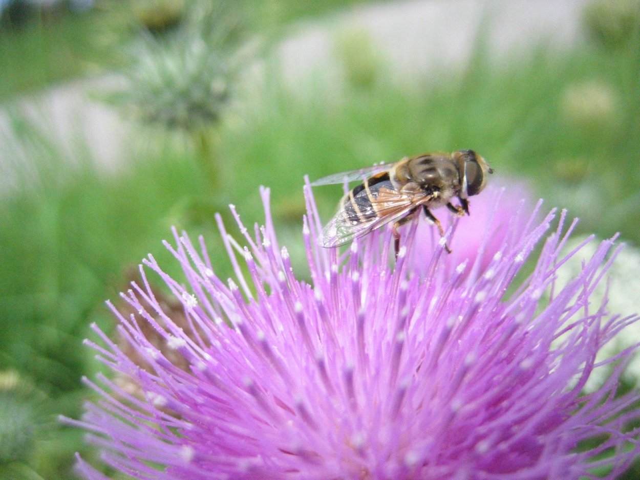 Пчела на чертополохе