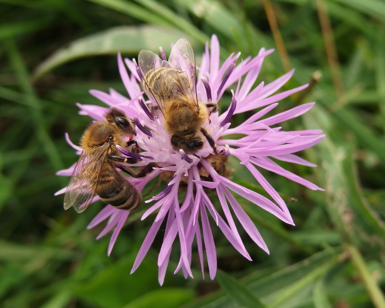 Медоносы Дикие