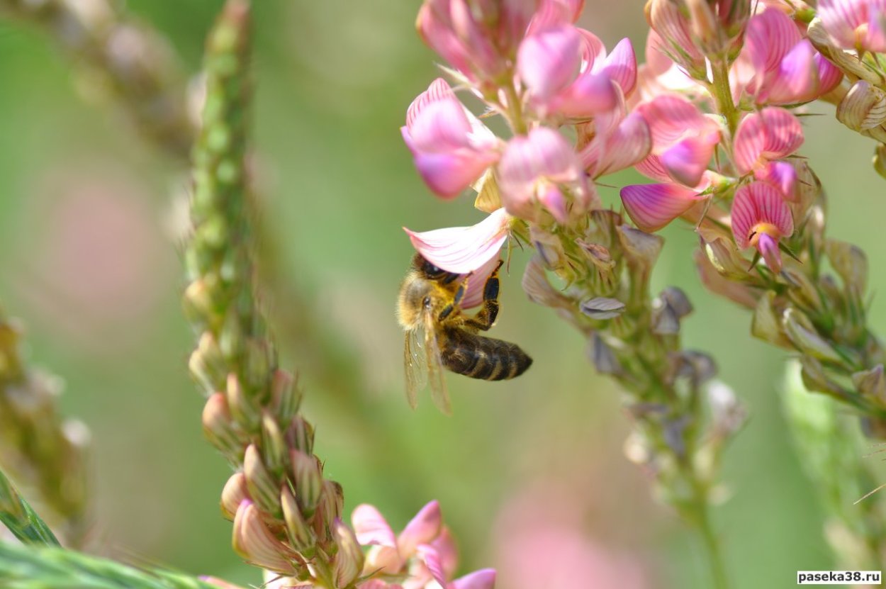 Эспарцет песчаный 1251
