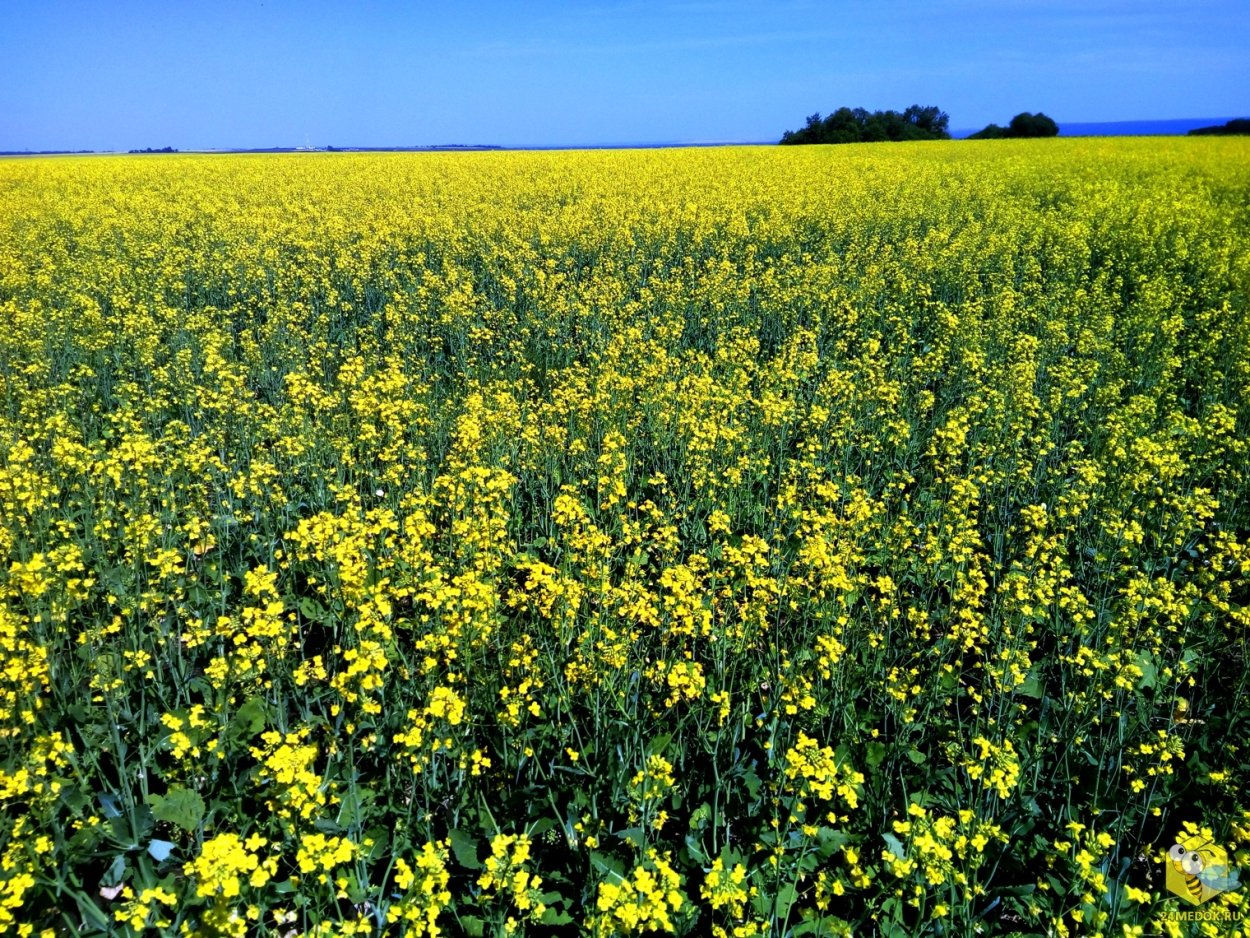 Люцерна и донник