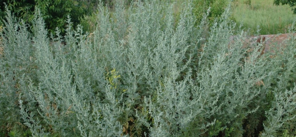 Полынь Каспийская Artemisia caspica