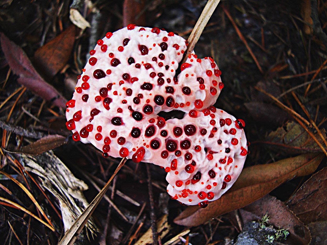 Гиднеллум ПЕКА (Кровавый зуб)