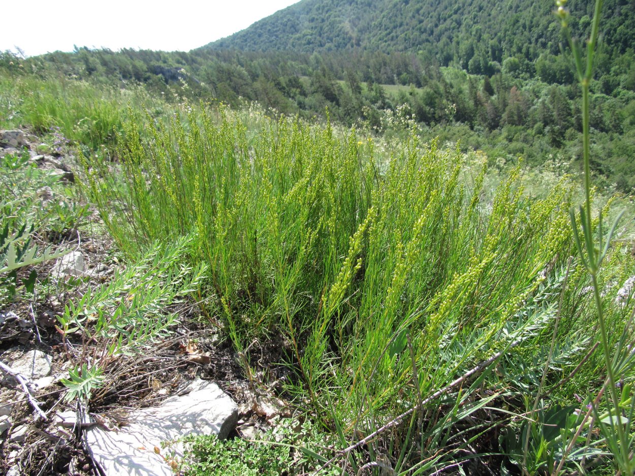 Полынь картинки красивые