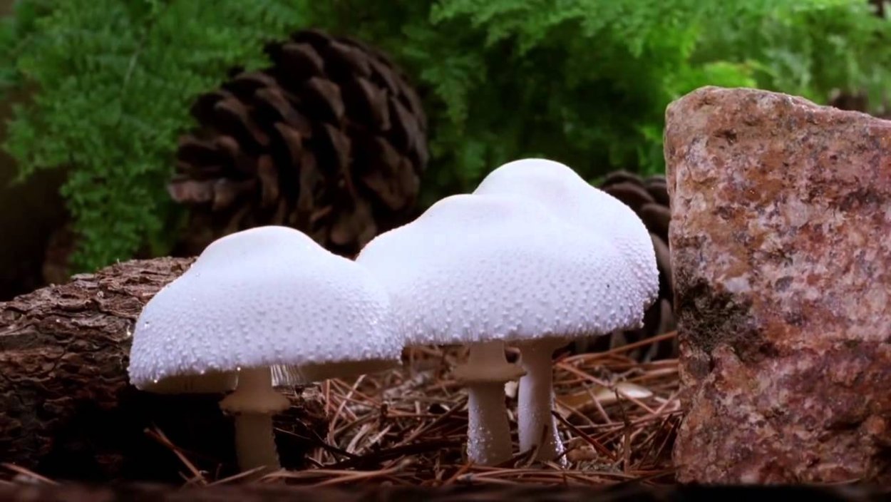 Необычные грибы в Латинской Америке