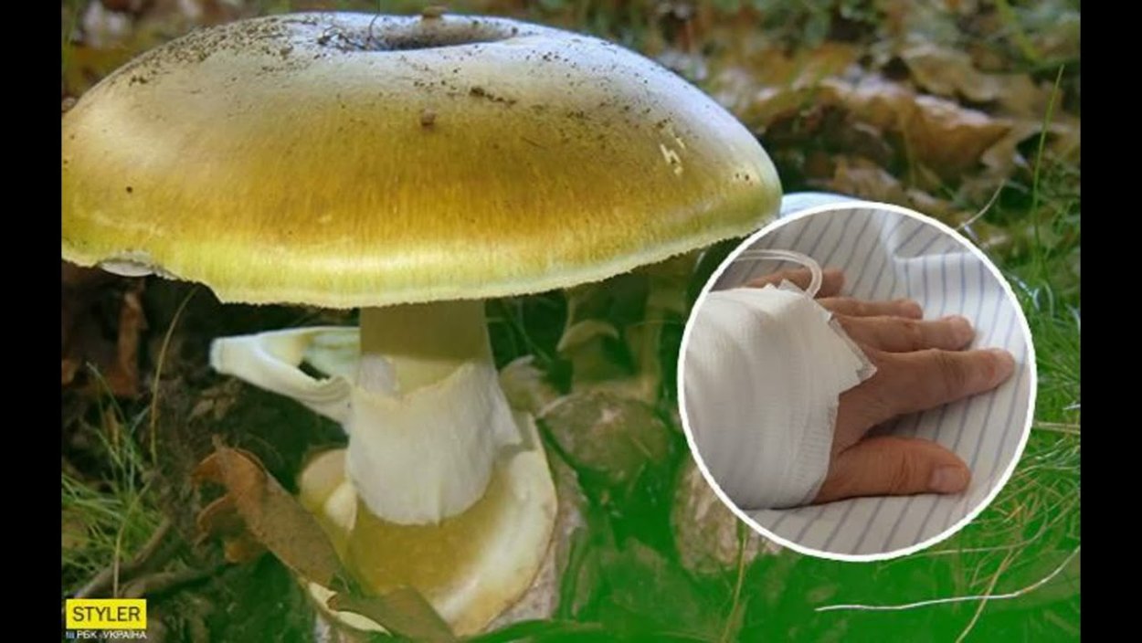 На Украине грибы есть