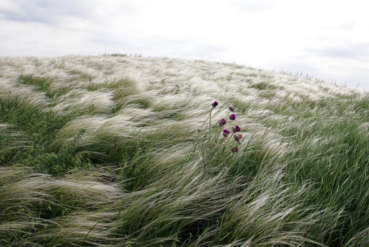 Полынь Божье дерево Тархун