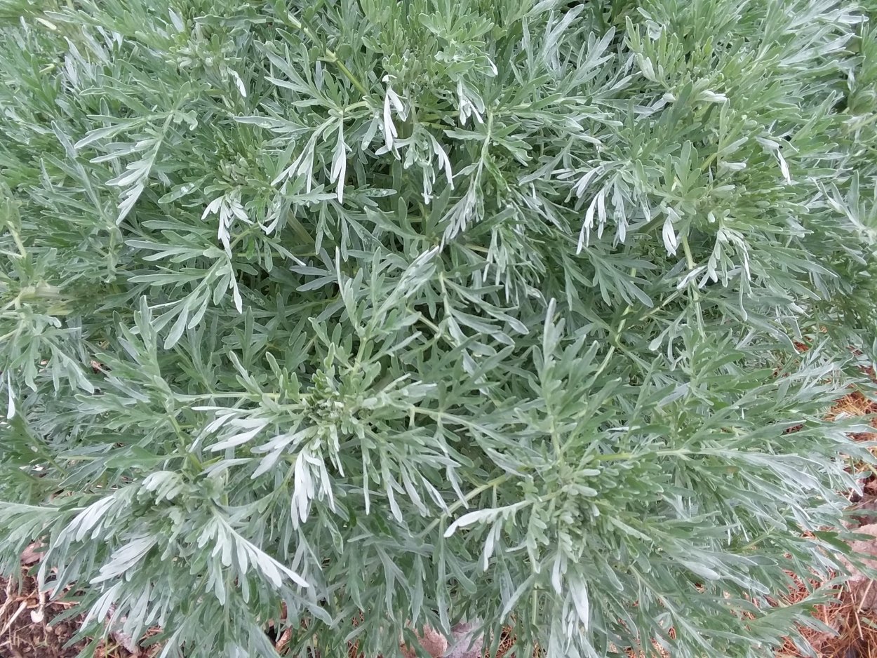 Ковыль Степной