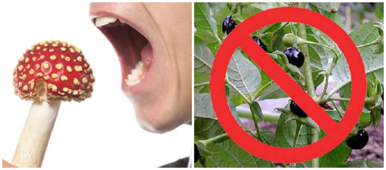 Ядовитые растения и грибы