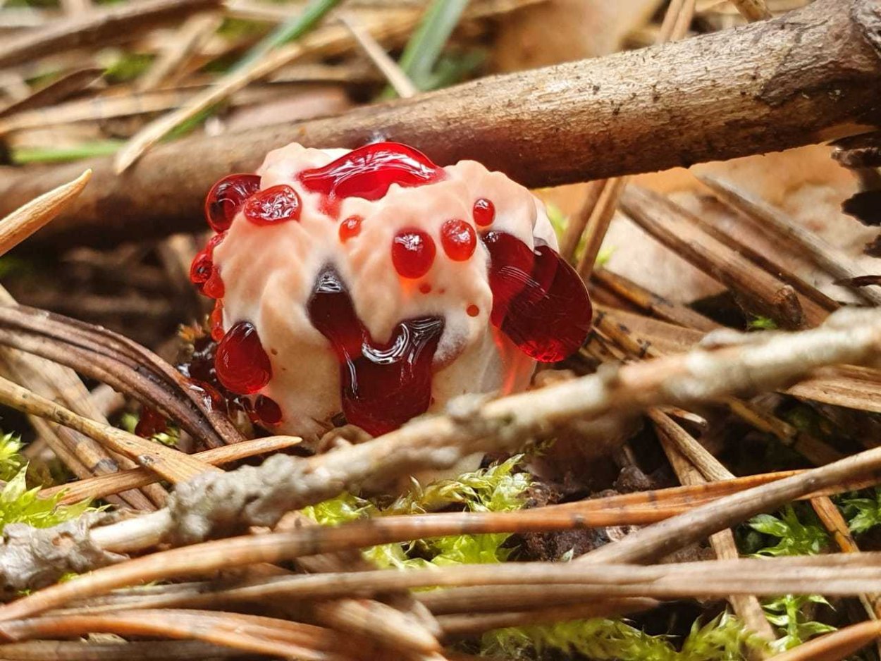 Гиднеллум ПЕКА несъедобные грибы