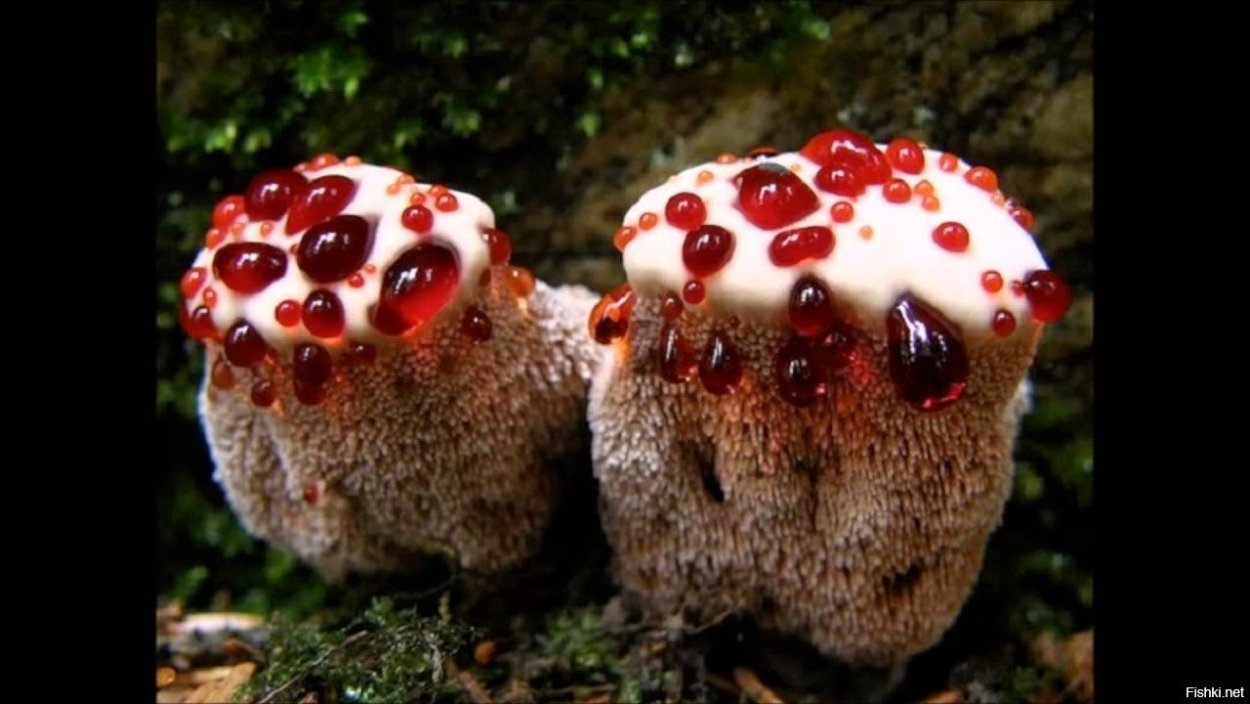 Самые необычные растения