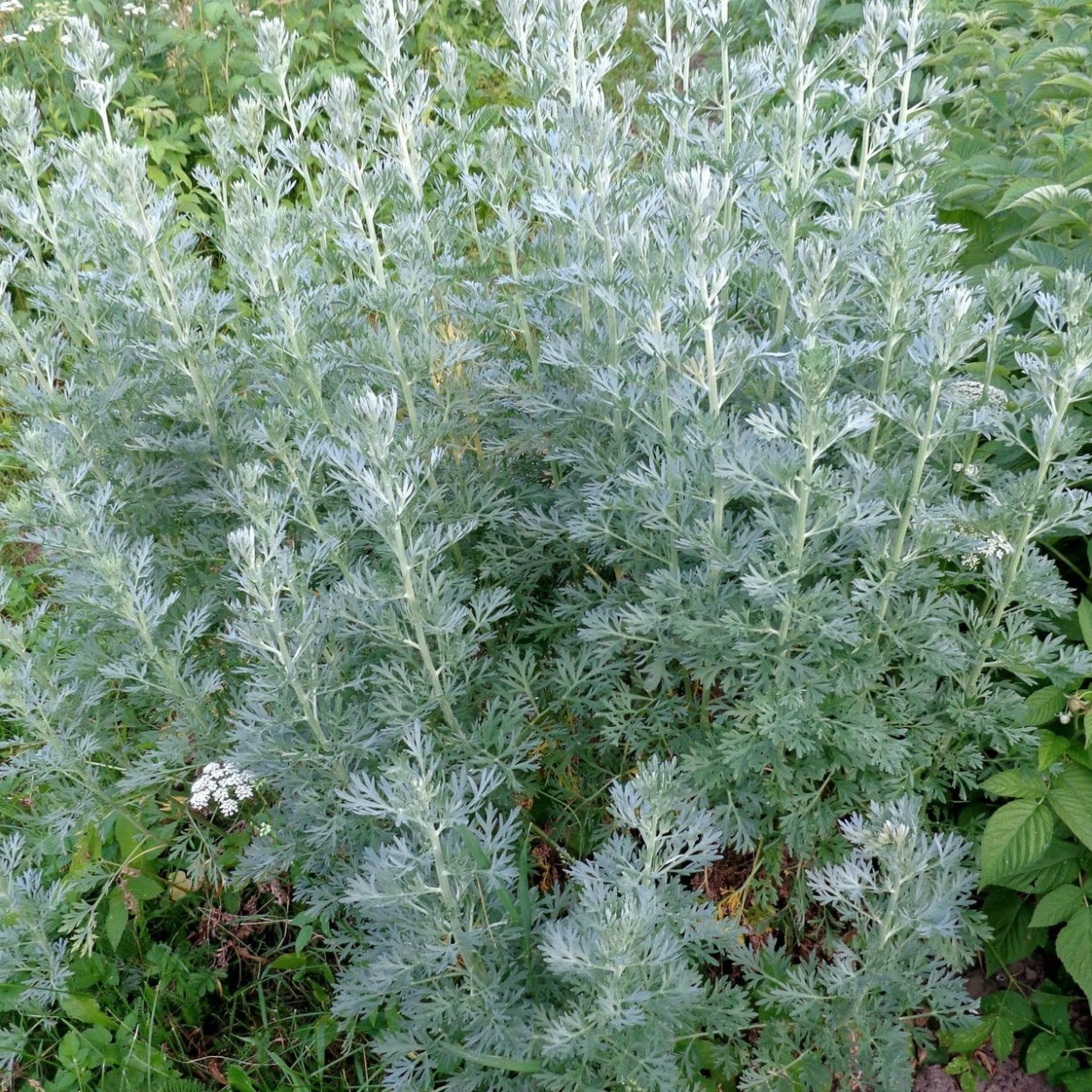 Полынь горькая лат Artemísia absínthium