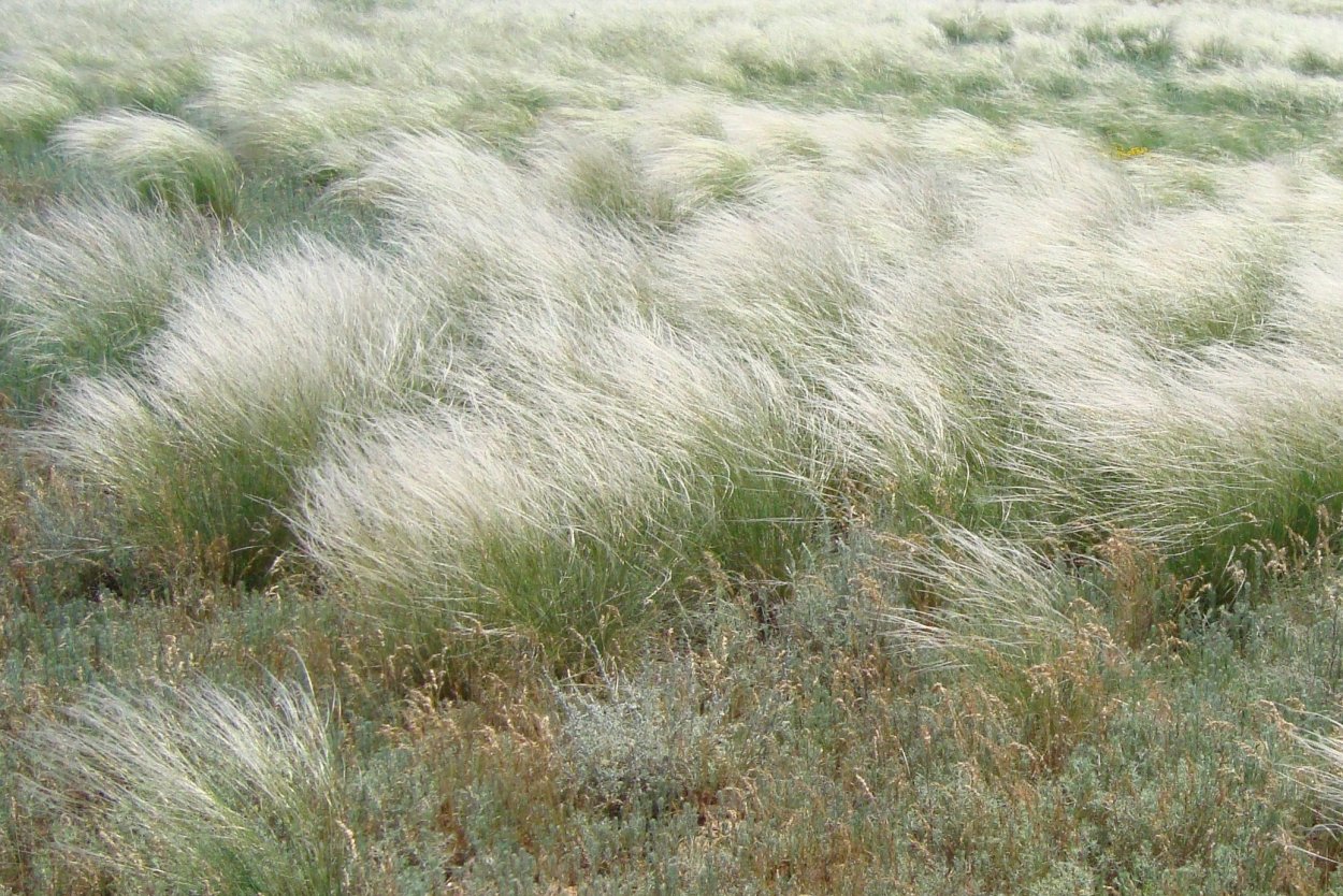 Полынь холодная Artemisia frigida