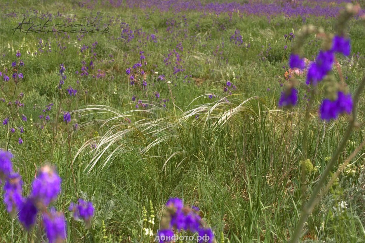 Полынь аллергенное растение