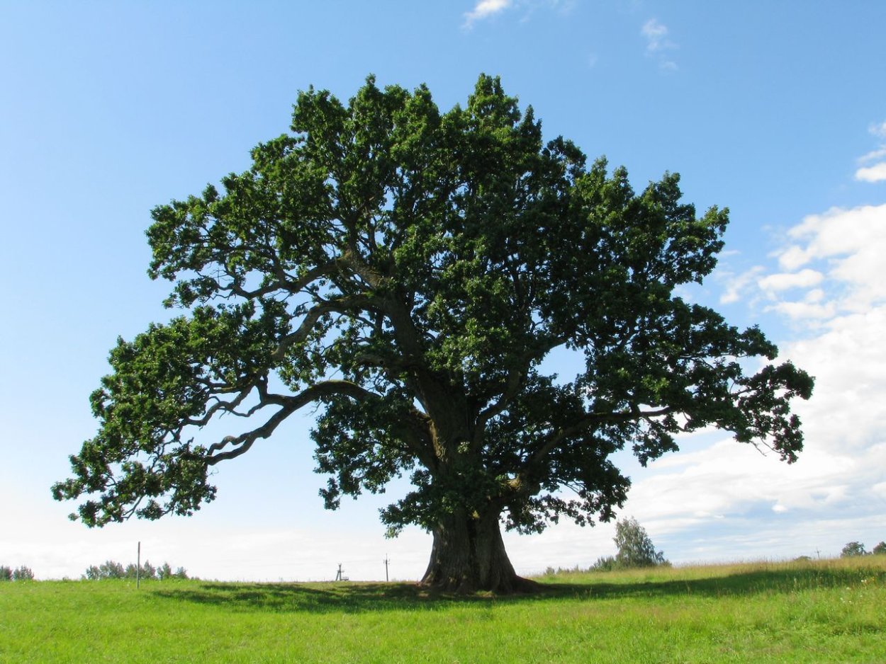 Бук Лесной дерево
