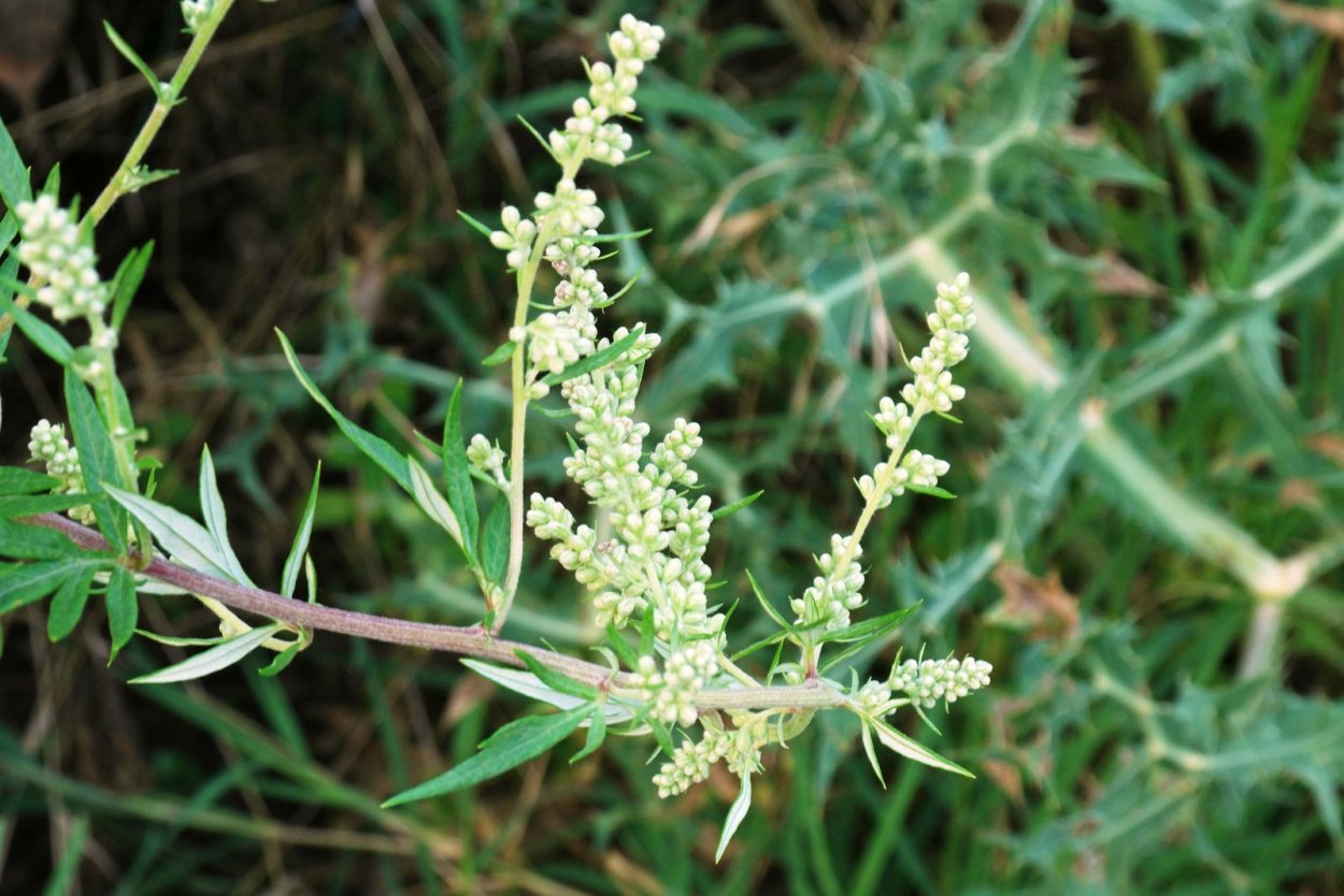 Шалфей в Ростовской области