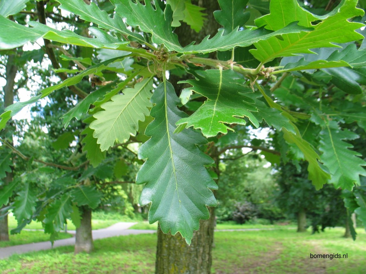 Carpinus betulus (граб обыкновенный) 'Fastigiata'