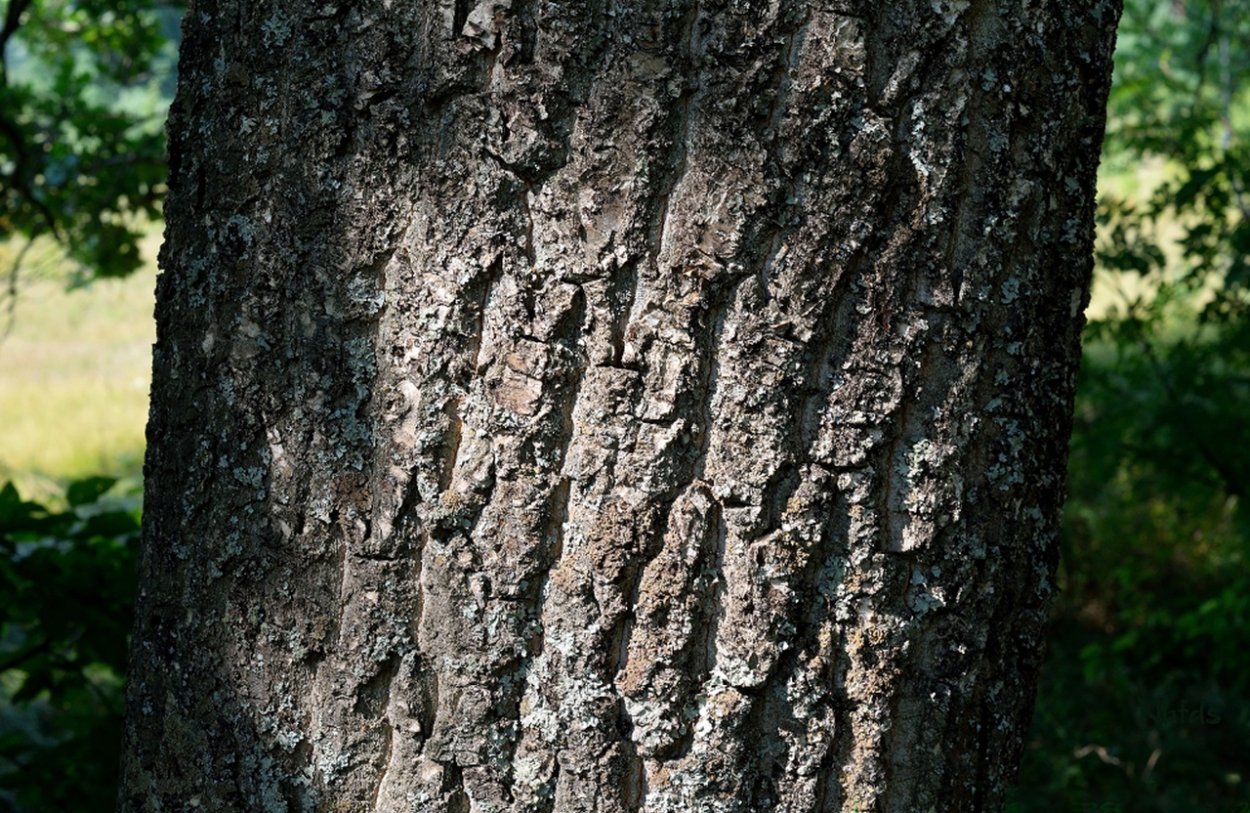 Дуб черешчатый крона