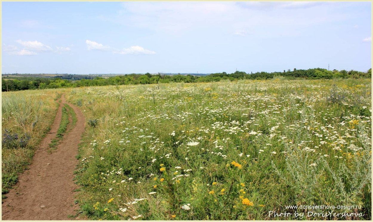 Ковыль обыкновенный