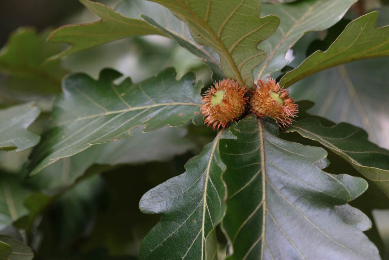 Дуб монгольский (Quercus mongolica)