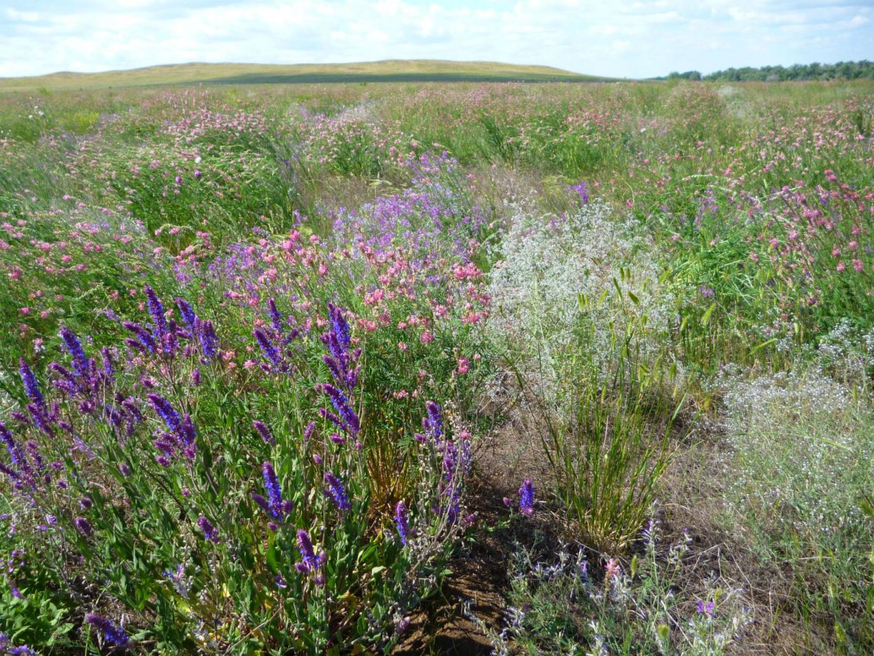 Трава полыни горькой