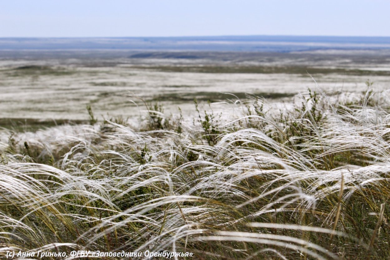 Донской ковыль степь