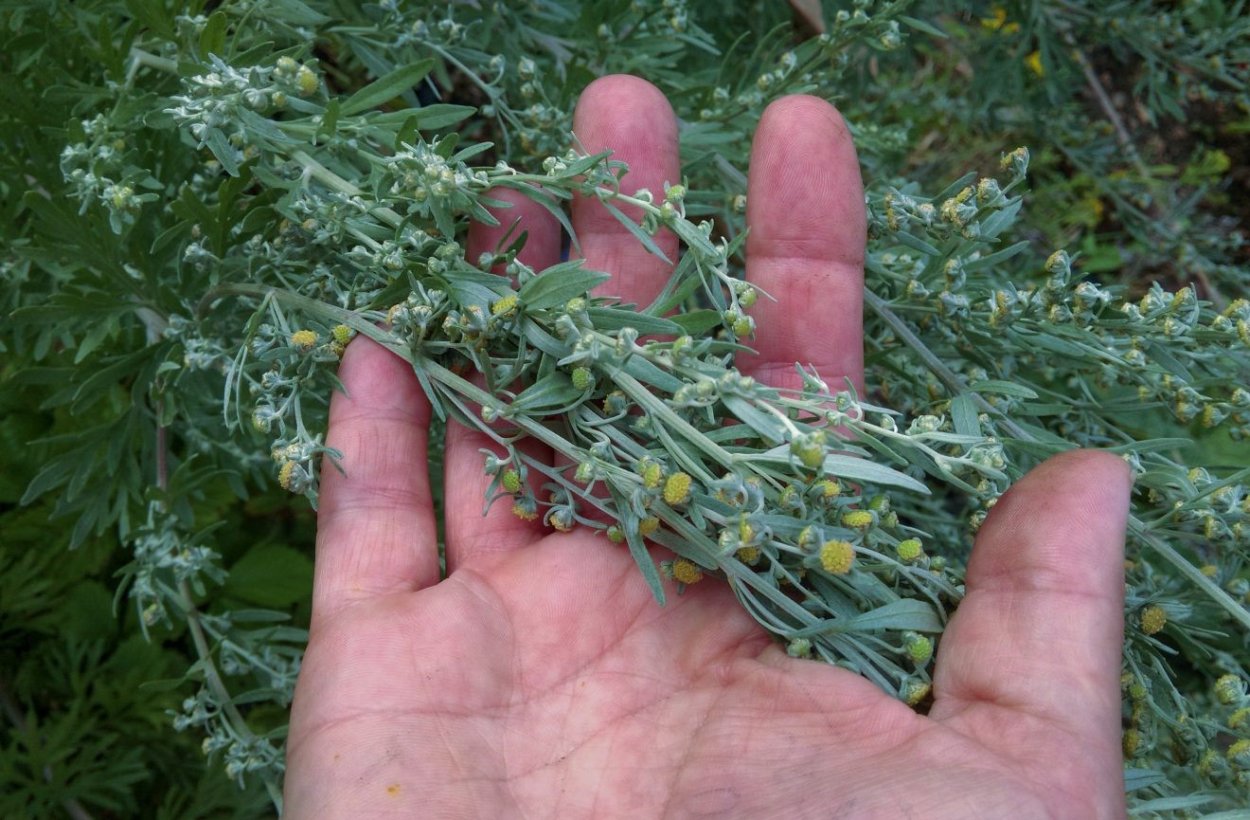 Стрелецкая степь ковыль