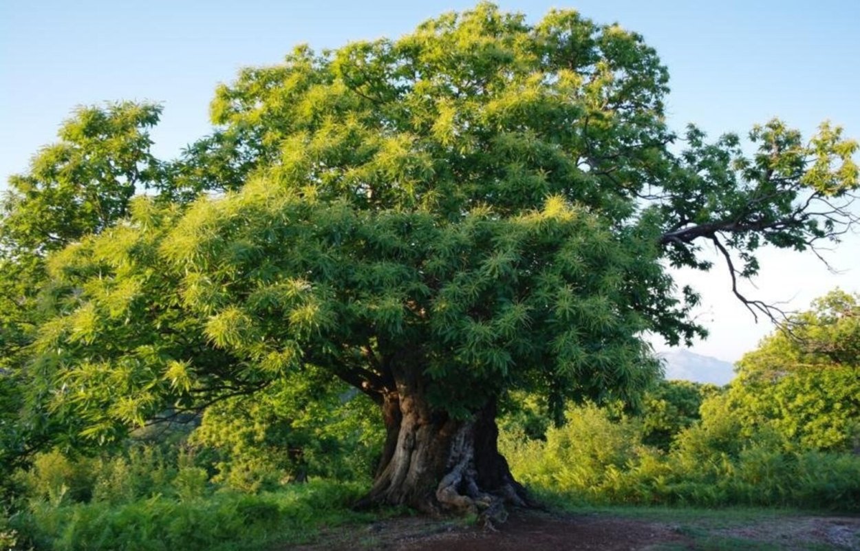 Каштан Европейский