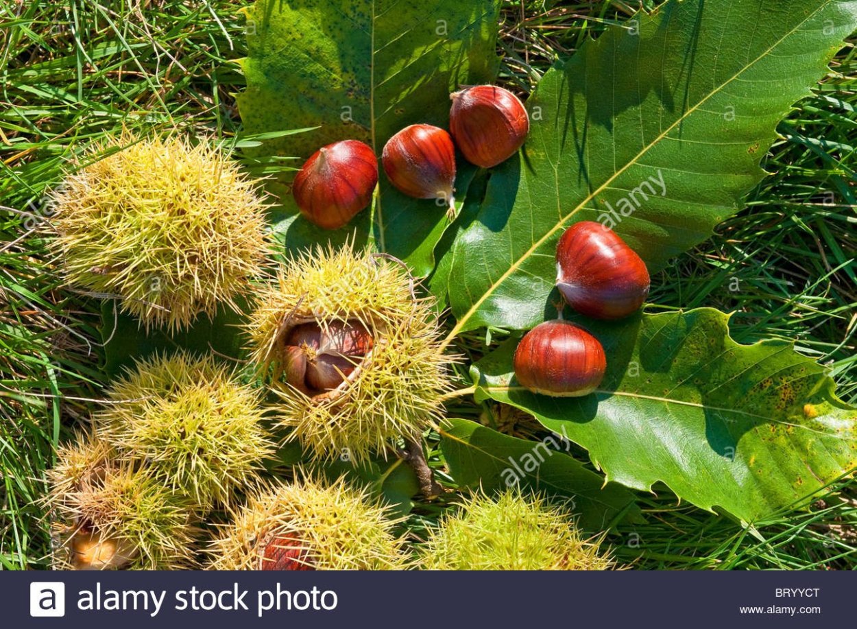 Конский каштан обыкновенный Aesculus hippocastanum