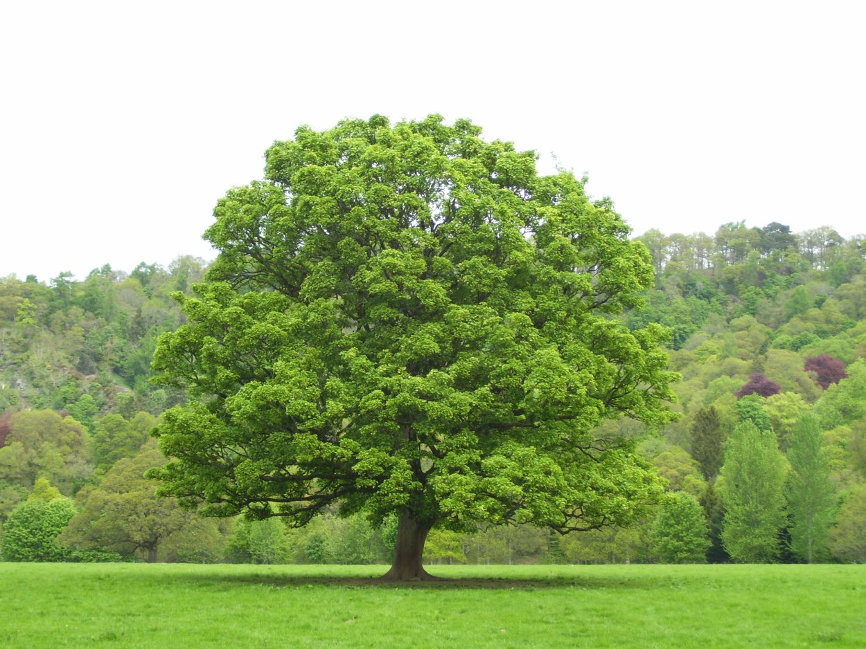 Вечнозеленый дуб каменный Quercus Ilex