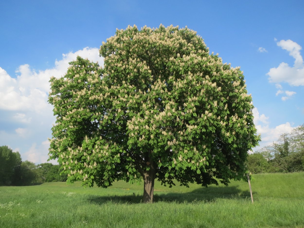 Дуб пильчатый (Quercus serrata)